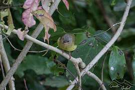 Lemon-bellied Crombec