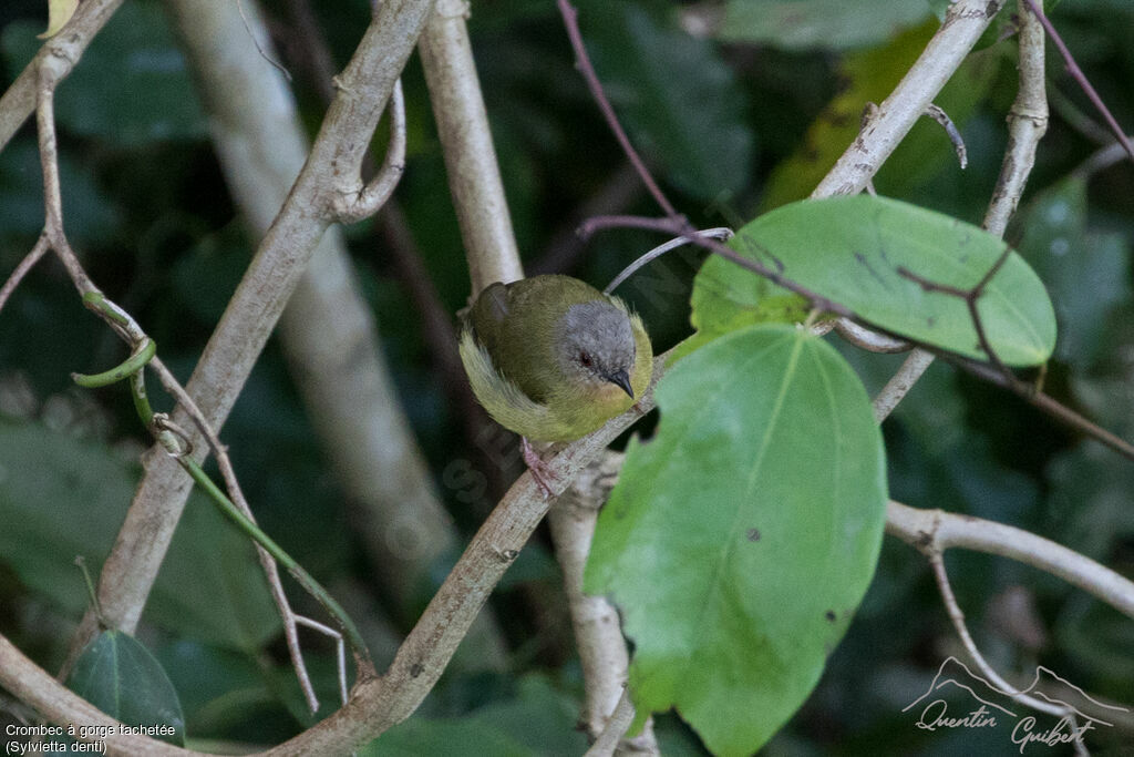 Lemon-bellied Crombec