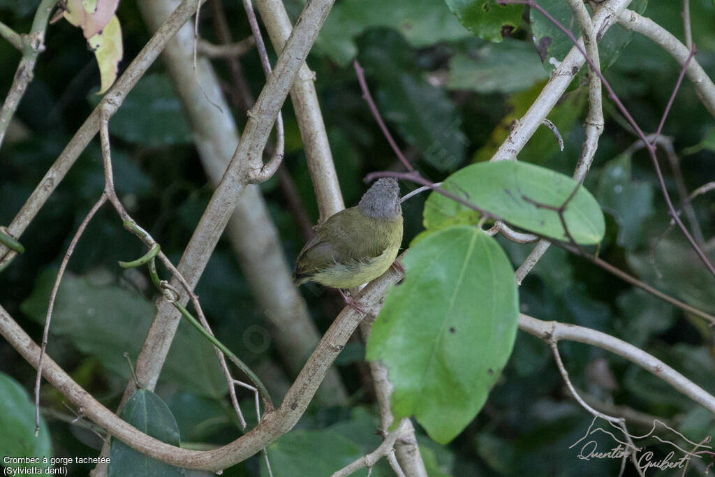 Lemon-bellied Crombec