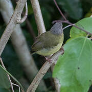 Lemon-bellied Crombec