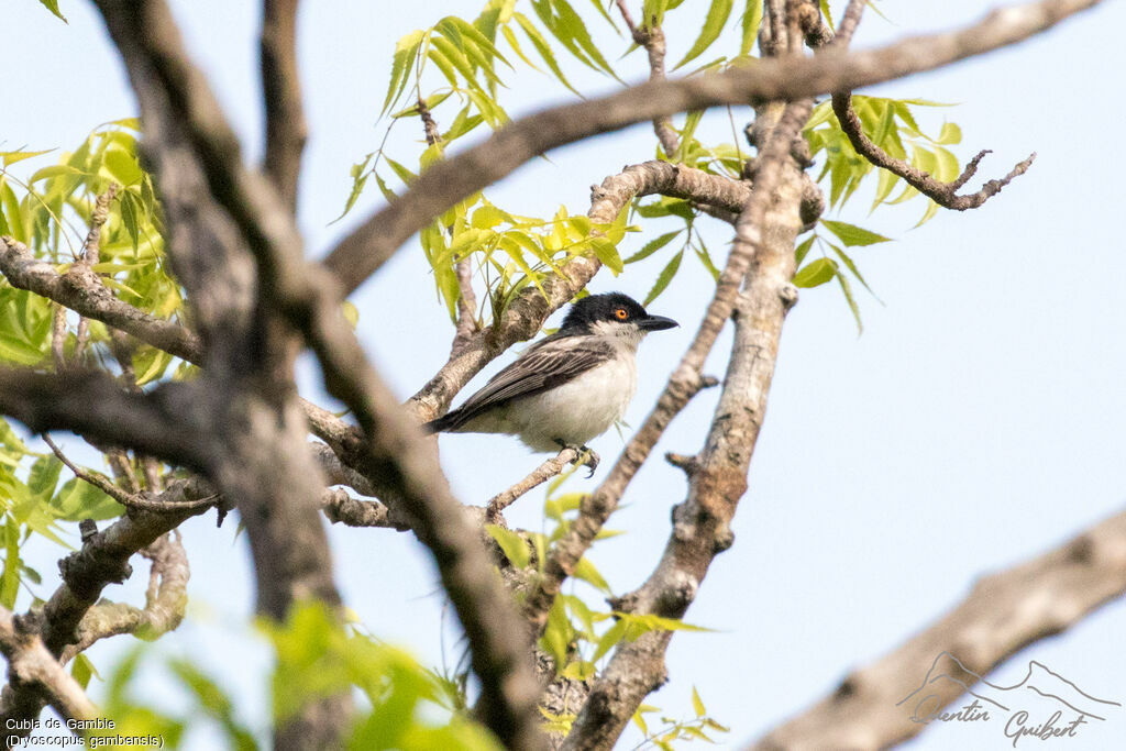 Northern Puffback male adult breeding, identification