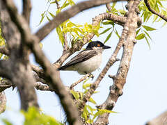 Northern Puffback