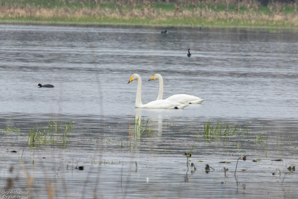 Cygne chanteuradulte nuptial, nage