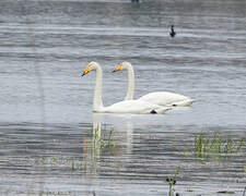 Whooper Swan