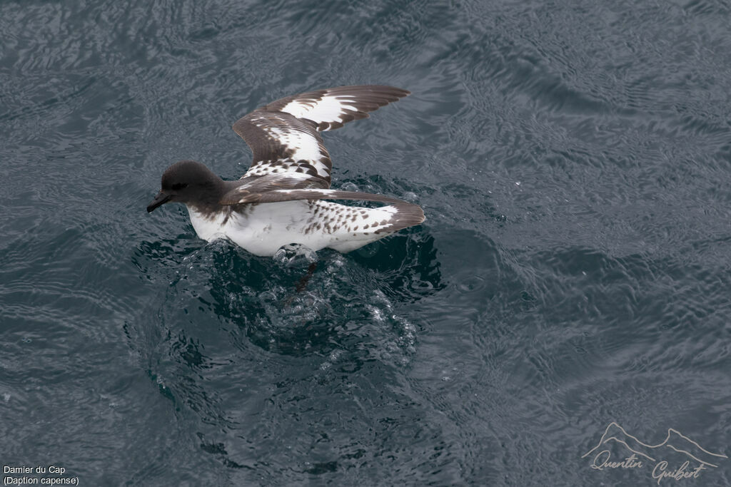 Cape Petrel