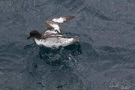 Cape Petrel