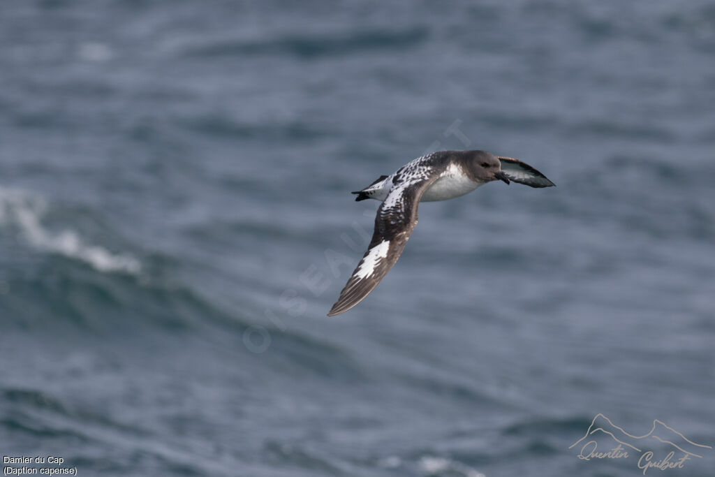 Cape Petrel