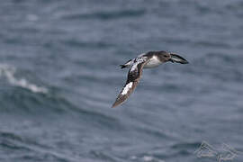 Cape Petrel