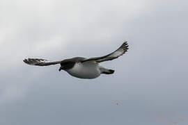 Cape Petrel