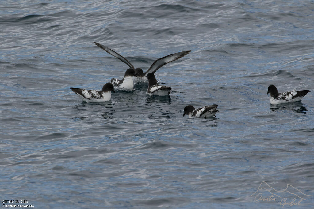 Pintado Petrel