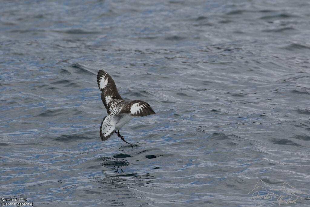 Cape Petrel