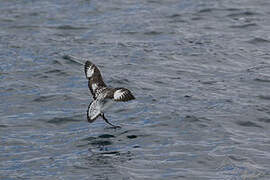 Cape Petrel