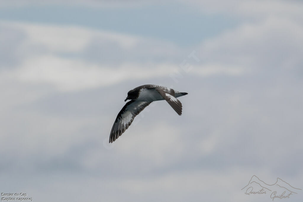 Cape Petrel