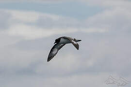 Cape Petrel