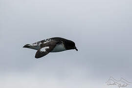 Cape Petrel