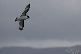 Cape Petrel