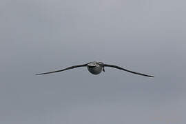 Cape Petrel