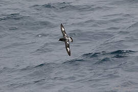 Cape Petrel