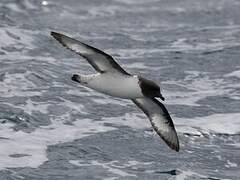 Cape Petrel