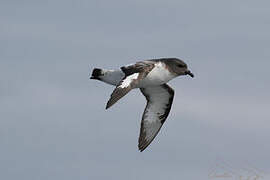 Cape Petrel