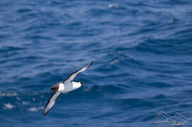 Cape Petrel