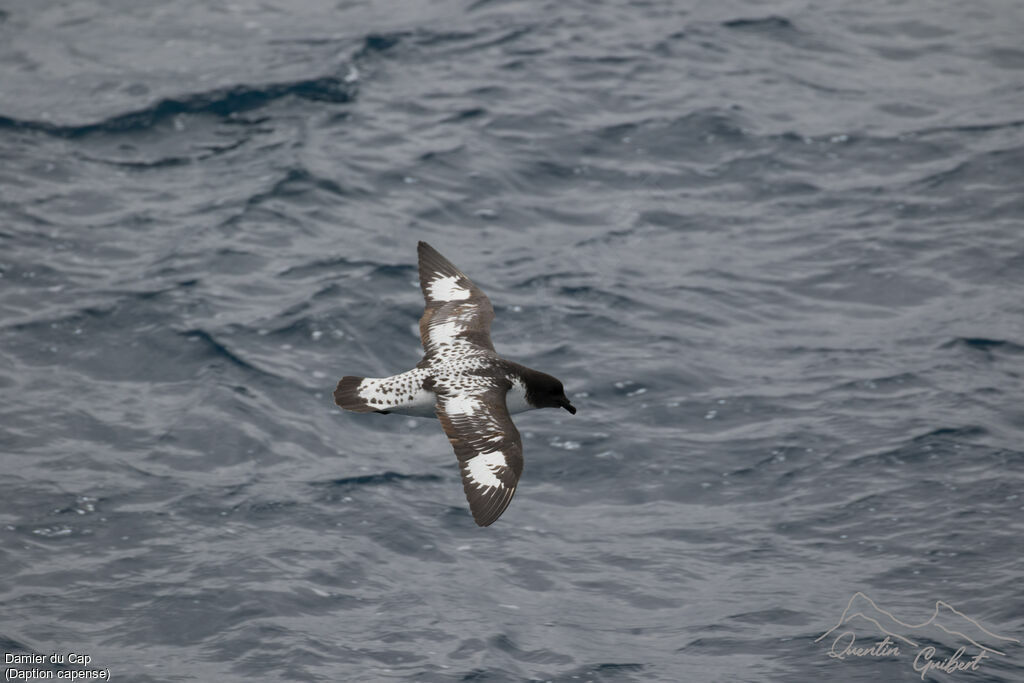 Cape Petrel