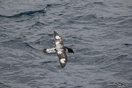 Cape Petrel