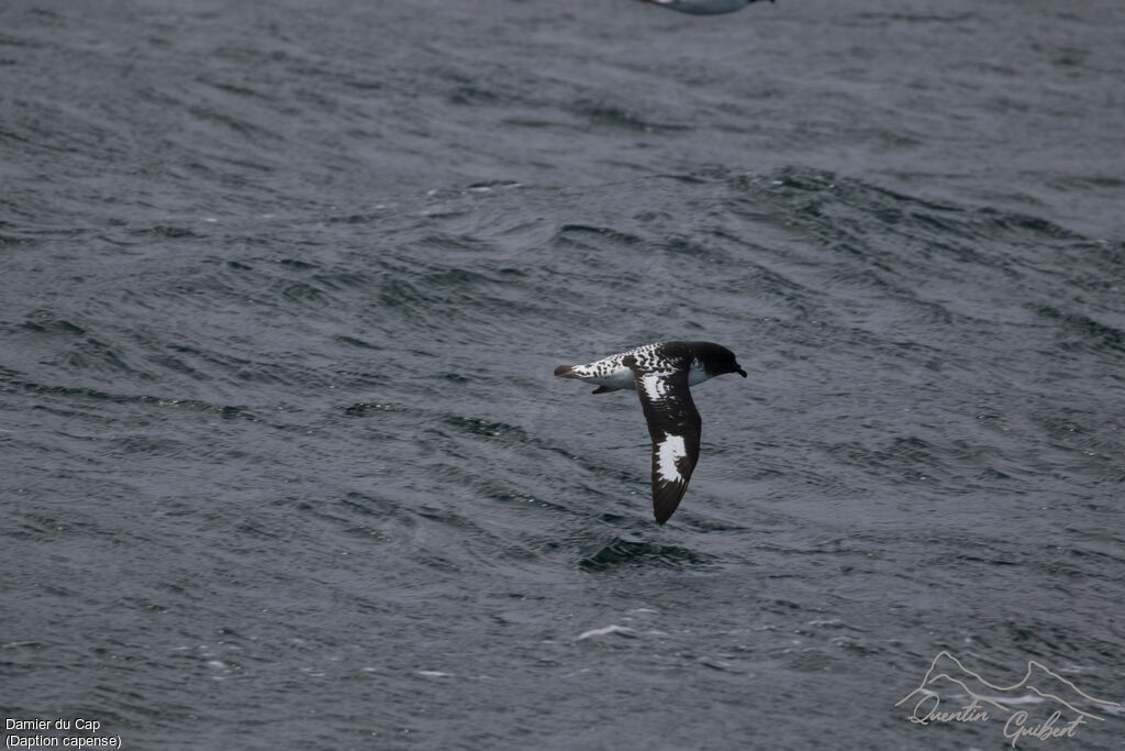 Cape Petrel