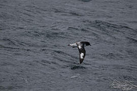 Cape Petrel