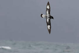 Cape Petrel
