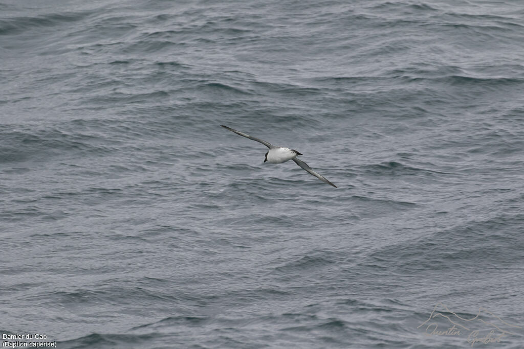 Cape Petrel