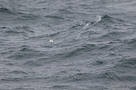 Cape Petrel