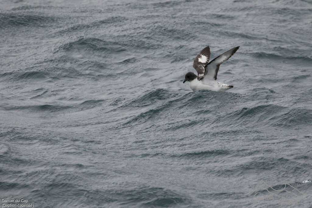 Cape Petrel