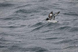 Cape Petrel