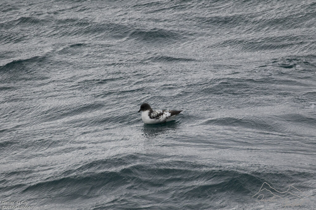 Cape Petrel