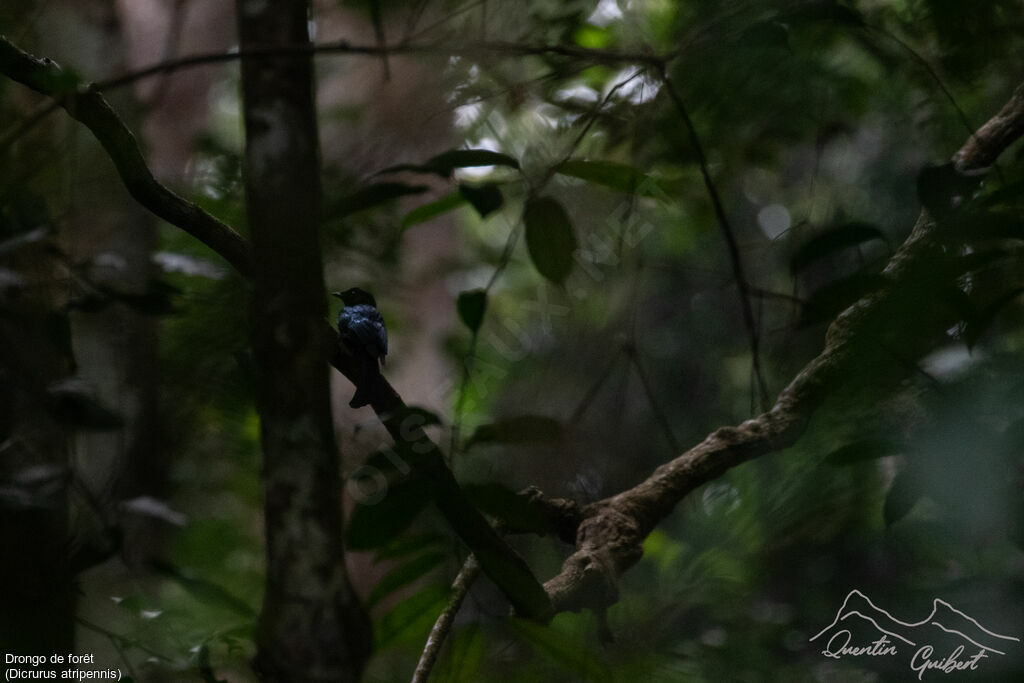 Drongo de forêt, identification