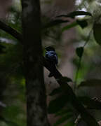 Drongo de forêt