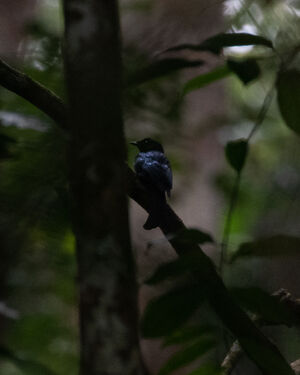 Drongo de forêt