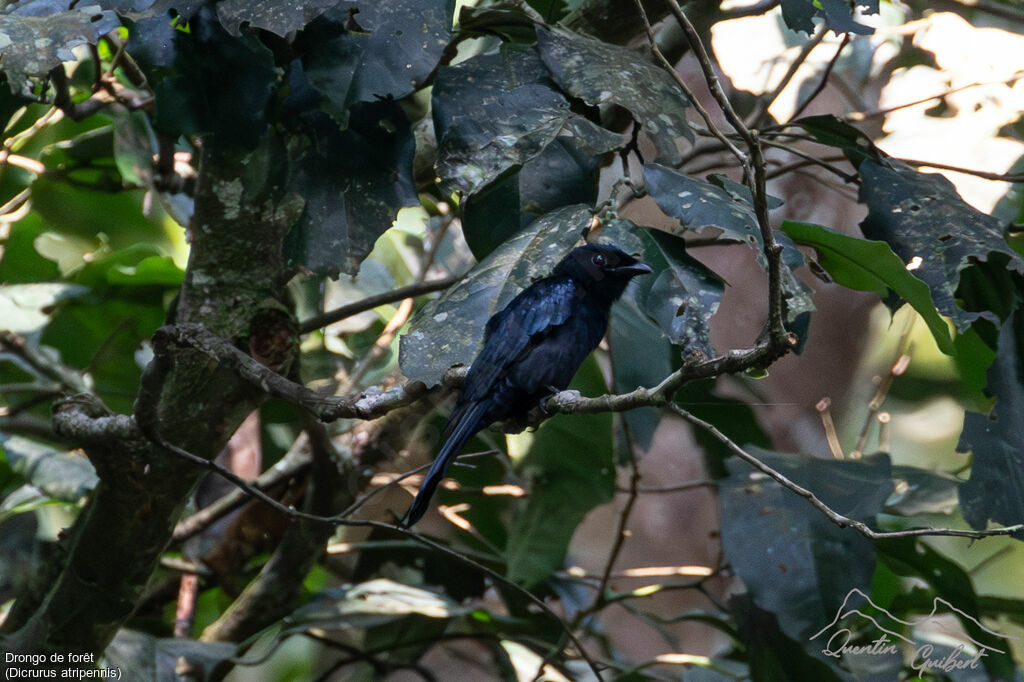 Drongo de forêt