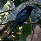 Drongo de forêt