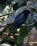 Drongo de forêt