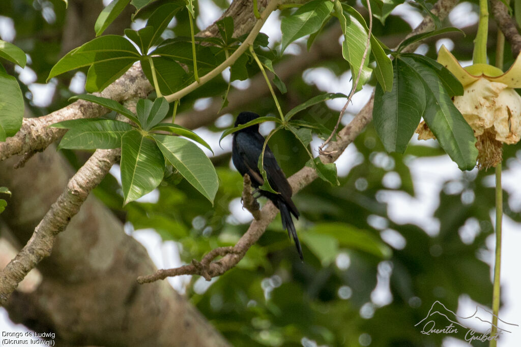 Common Square-tailed Drongo