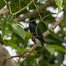 Drongo de Ludwig