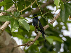 Common Square-tailed Drongo