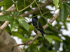 Square-tailed Drongo