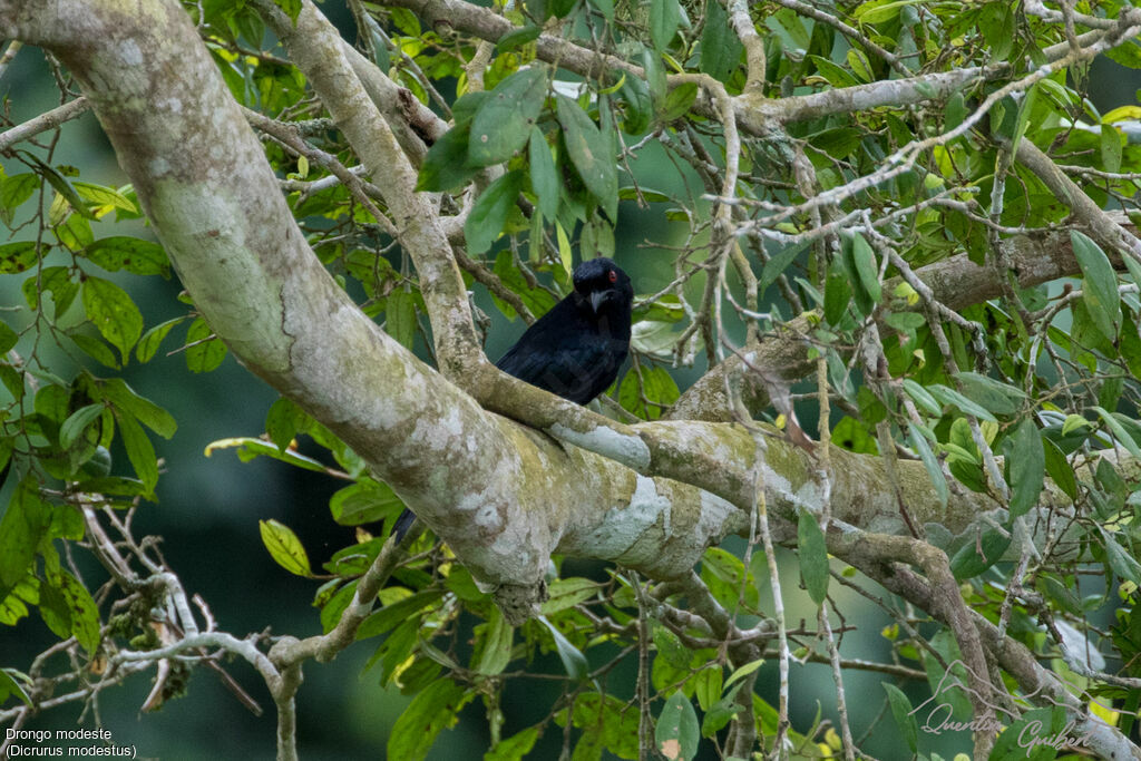 Velvet-mantled Drongo