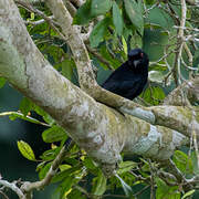 Velvet-mantled Drongo