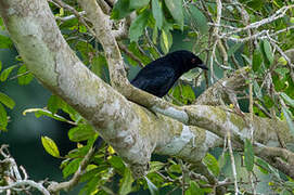 Velvet-mantled Drongo