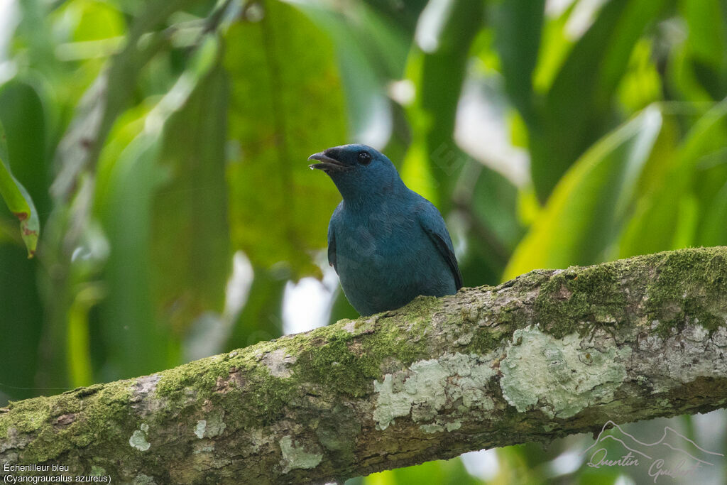 Échenilleur bleu