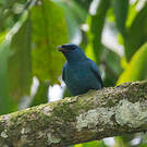Échenilleur bleu